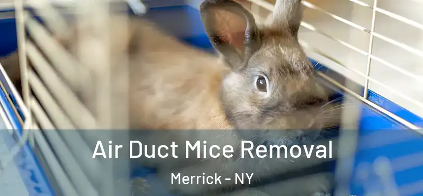 Air Duct Mice Removal Merrick - NY